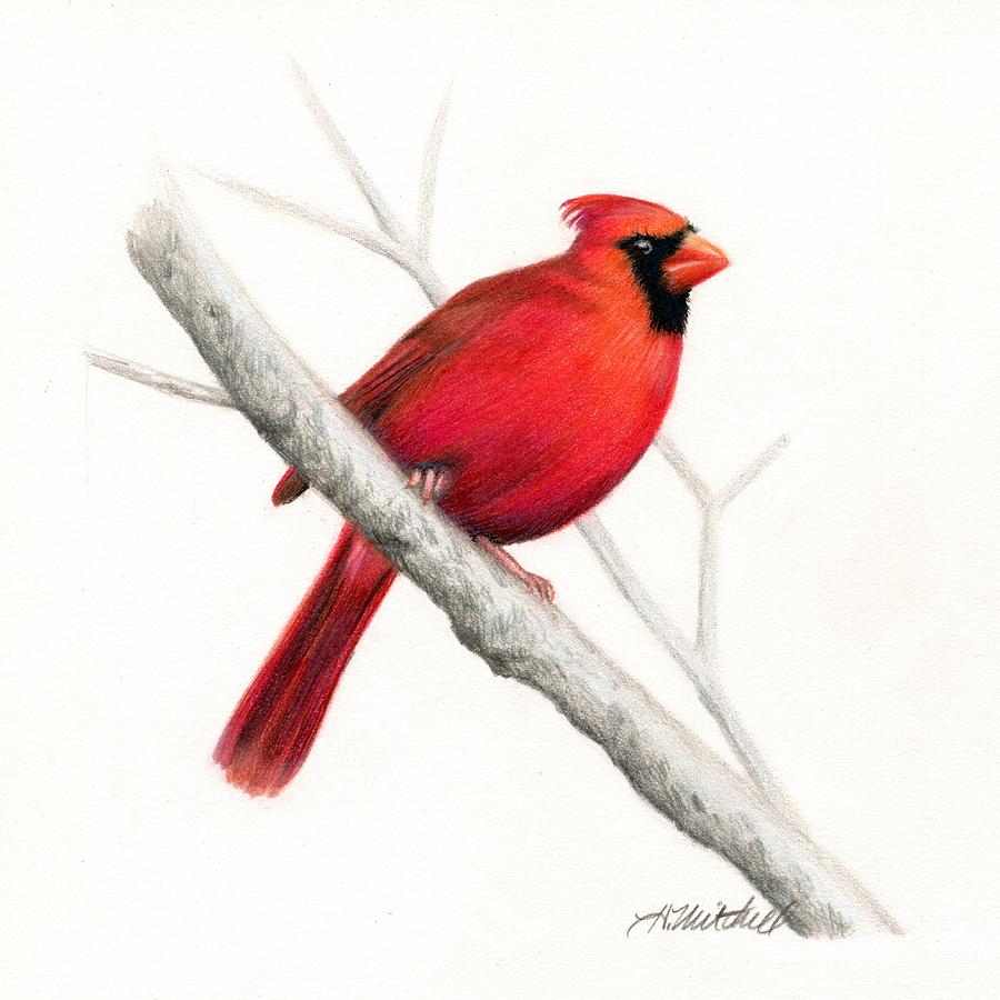 Winter Cardinal Bird Drawing By Heather Mitchell