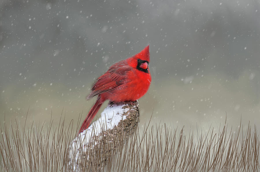 Winter Cardinal Photograph by Cathy Kovarik