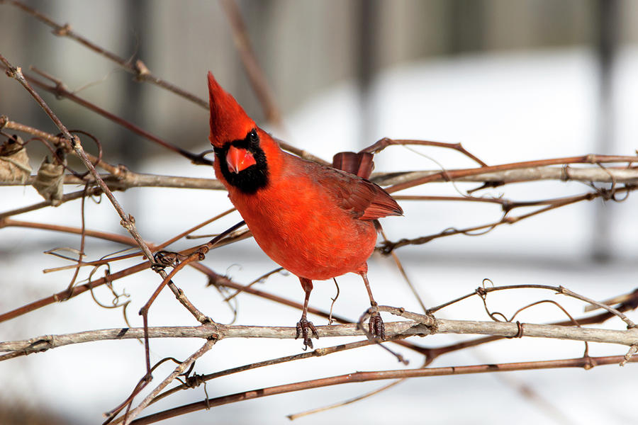 Winter Cardinal Photograph by David Stasiak