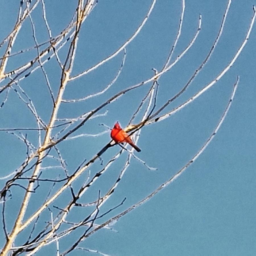 Winter Cardinal by Deb Martin-Webster Winter Cardinal by Deb Martin-Webster