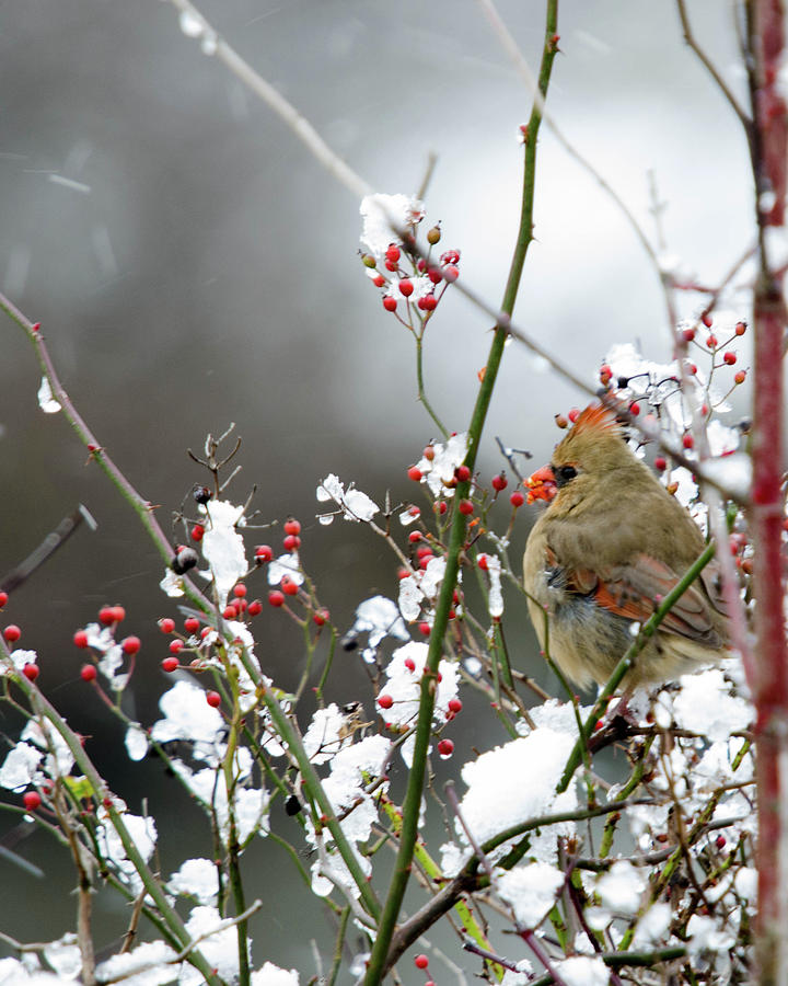 Winter Cardinal Photograph by Gary Wightman