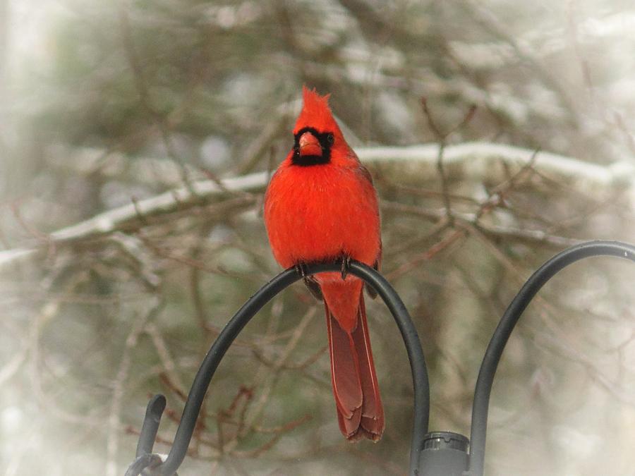 Winter Cardinal Photograph by Joe Duket