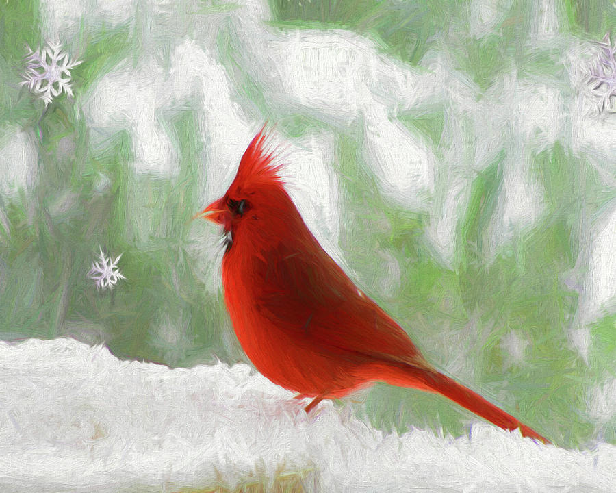 Winter Cardinal Photograph by John Freidenberg