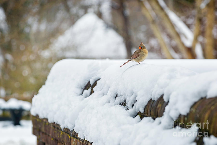 Winter Cardinal Photograph by Karen Jorstad