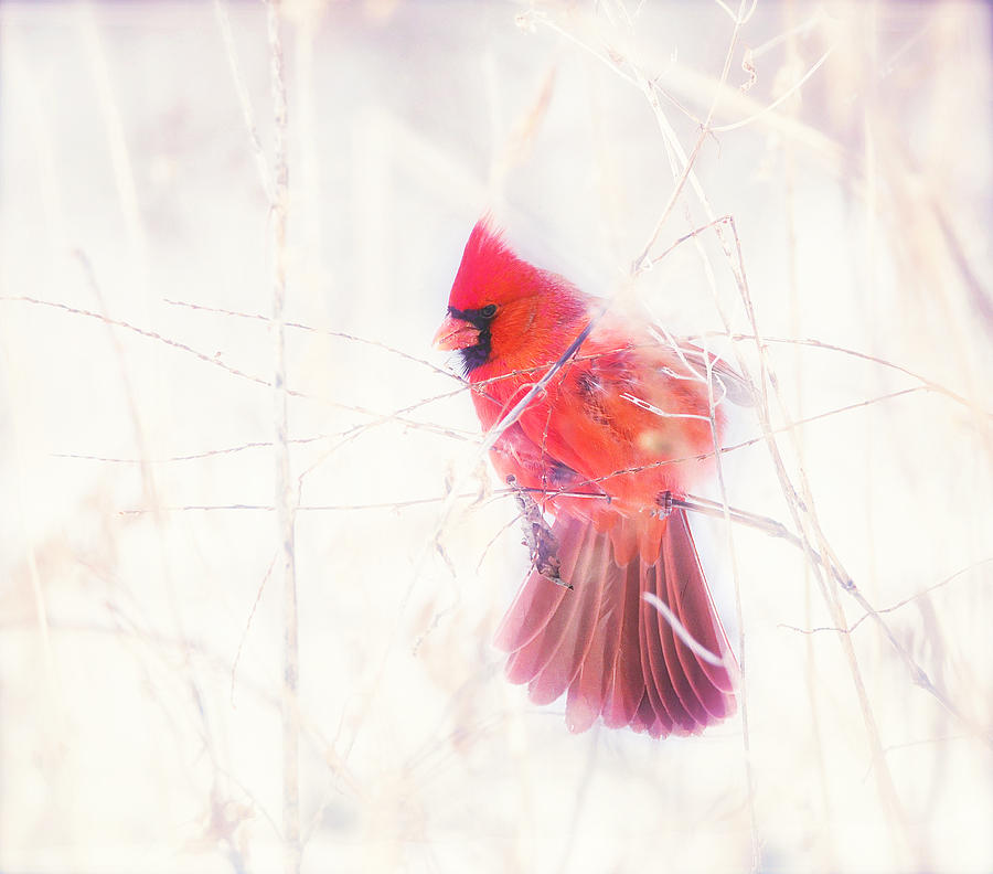 Winter Cardinal Photograph by Kay Jantzi