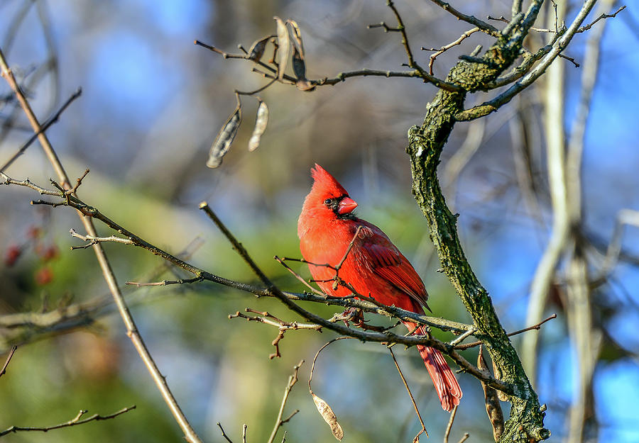 Winter Cardinal Photograph by Patrick Wolf