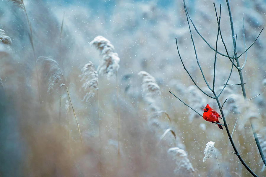 Cardinal Photograph - Winter Cardinal by Mountain Dreams