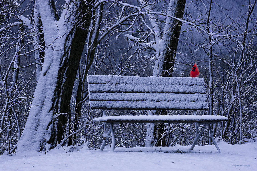 Winter Photograph - Winter Cardinal by Ron Jones
