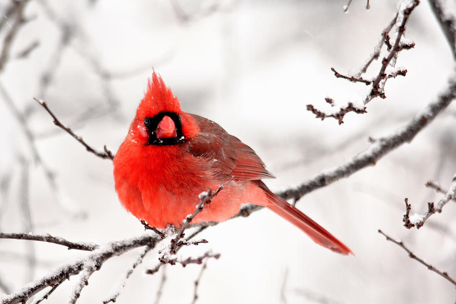 Winter Cardinal Photograph by Trina Ansel