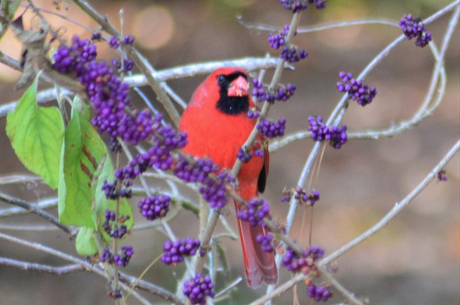 Winter Cardinal Photograph by Warren Thompson