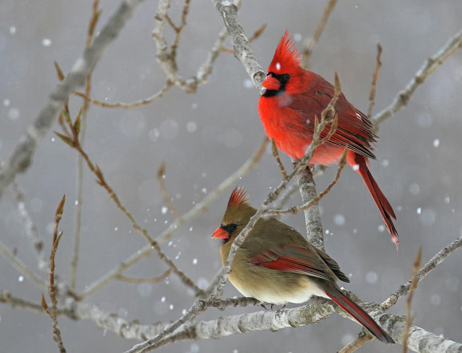 Winter Cardinals Photograph by Brook Burling