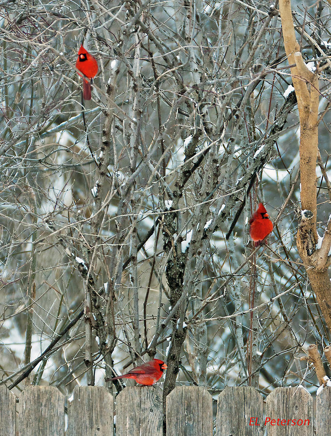 Winter Cardinals Photograph by Ed Peterson