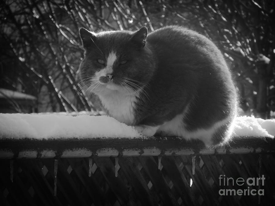 Winter Cat Photograph by Ash Nirale