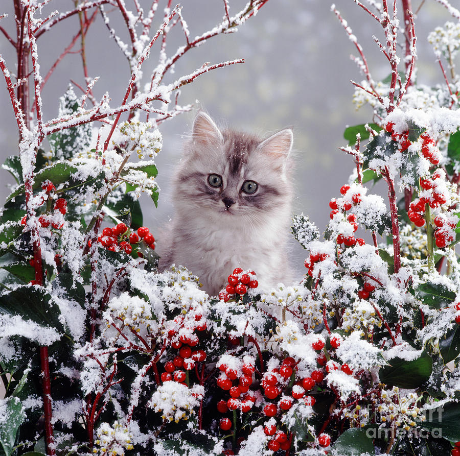 Winter Cat Photograph by Warren Photographic