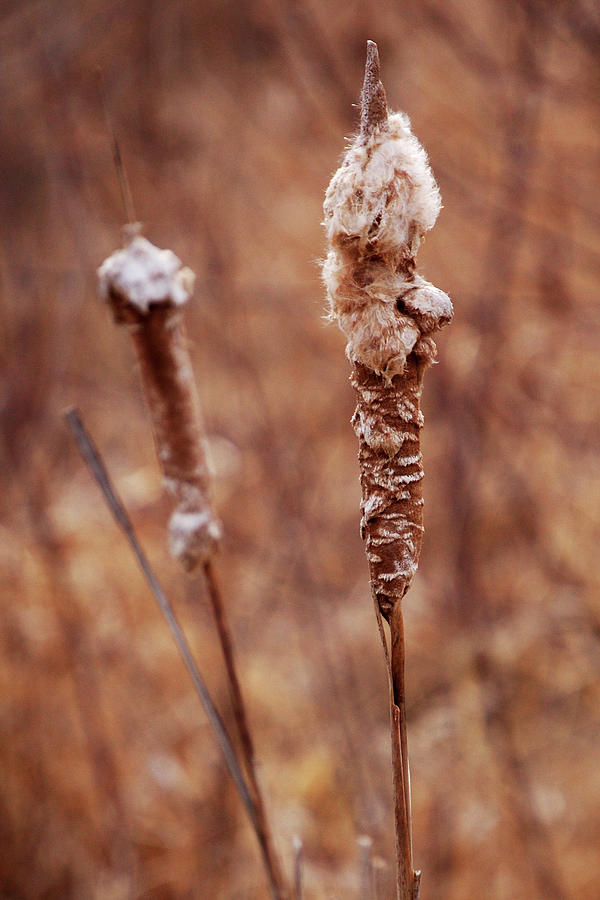 Winter Cattail 2 Photograph
