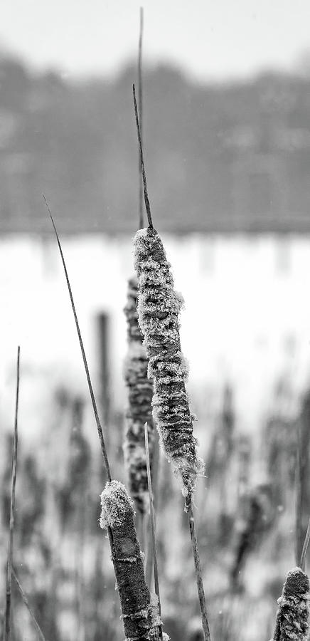Winter Cattails bw Photograph by Steve Harrington