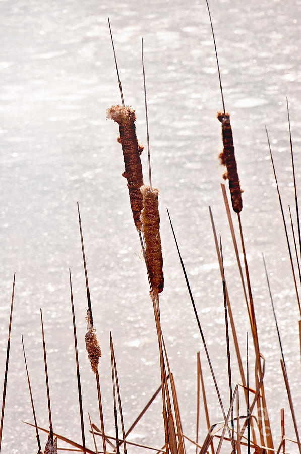 Winter Cattails Photograph by Gwen Gibson