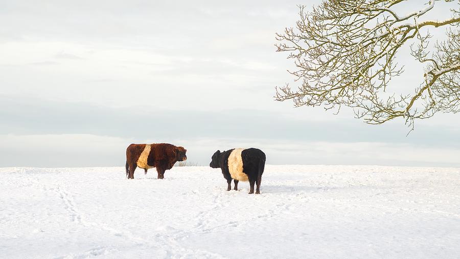Winter Cattle Photograph by Mountain Dreams