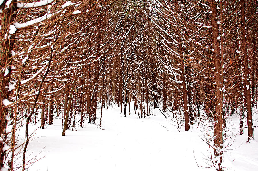 Winter Photograph - Winter Cedars by Debbie Oppermann