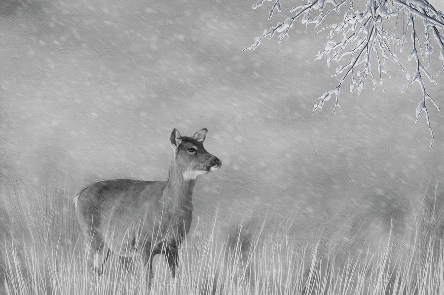 Winter Deer Photograph by Cathy Kovarik