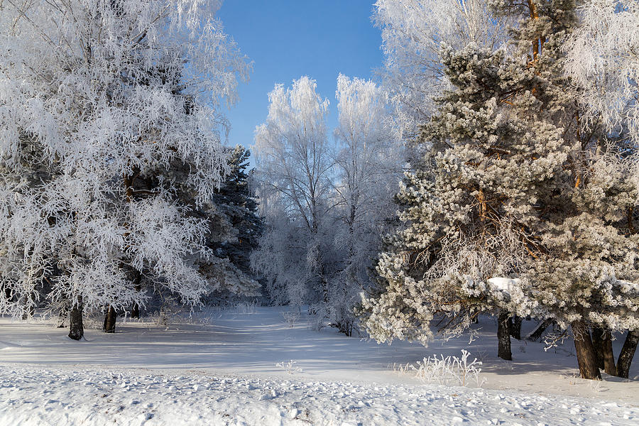 Tree Photograph - Winter Charm by Victor Kovchin