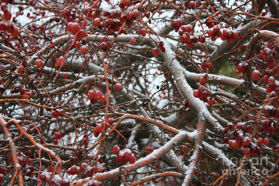 Winter Cherries Photograph by Carol Groenen