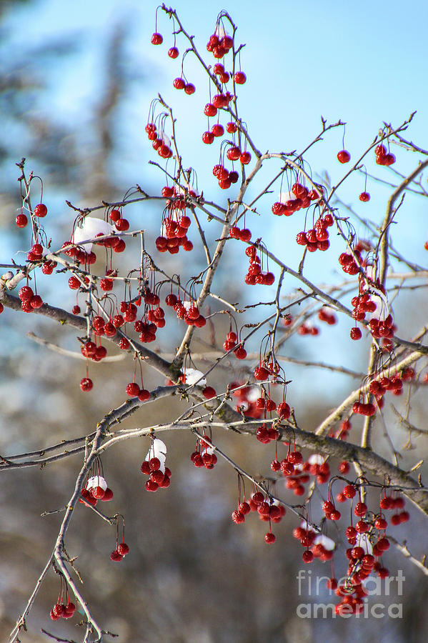 Winter Cherry Tree Photograph By Stephanie Hanson