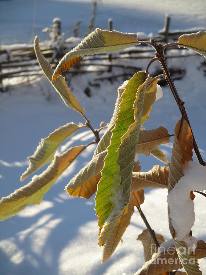 Winter Chestnut Photograph