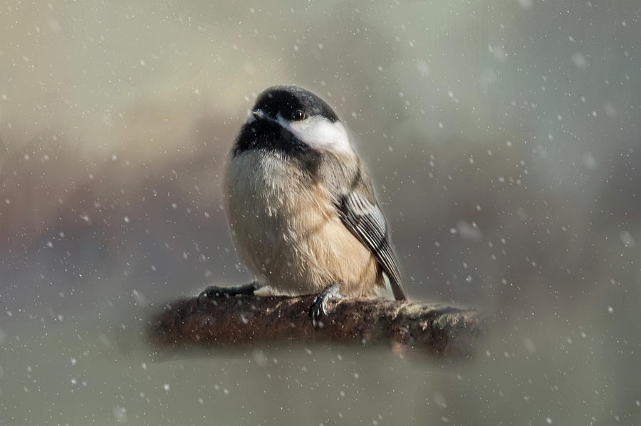 Winter Chicadee Photograph by Cathy Kovarik