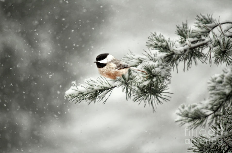 Chickadee Photograph - Winter Chickadee by Darren Fisher