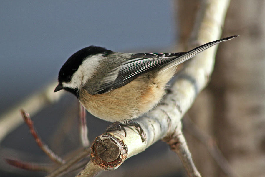 Chickadee in Winter Photograph by Ira Marcus