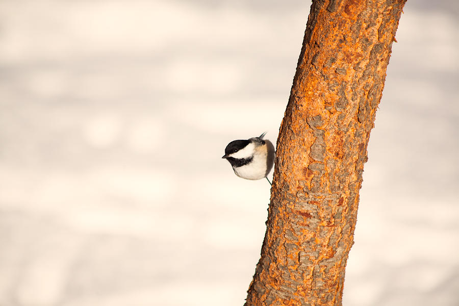Winter Chickadee Photograph by Karol Livote