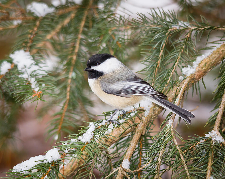 Winter Chickadee Photograph By Kimberly Kotzian - Fine Art America