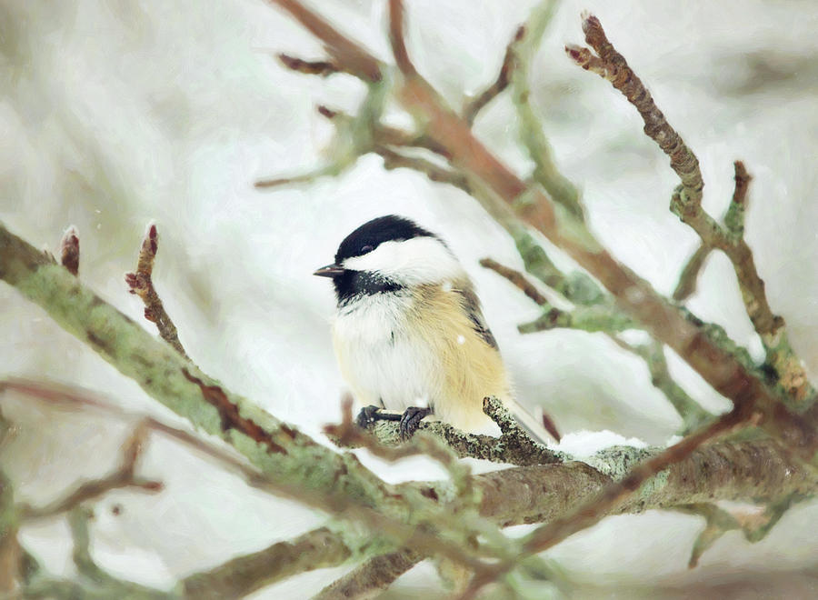 Winter Chickadee Photograph by Sue Collura