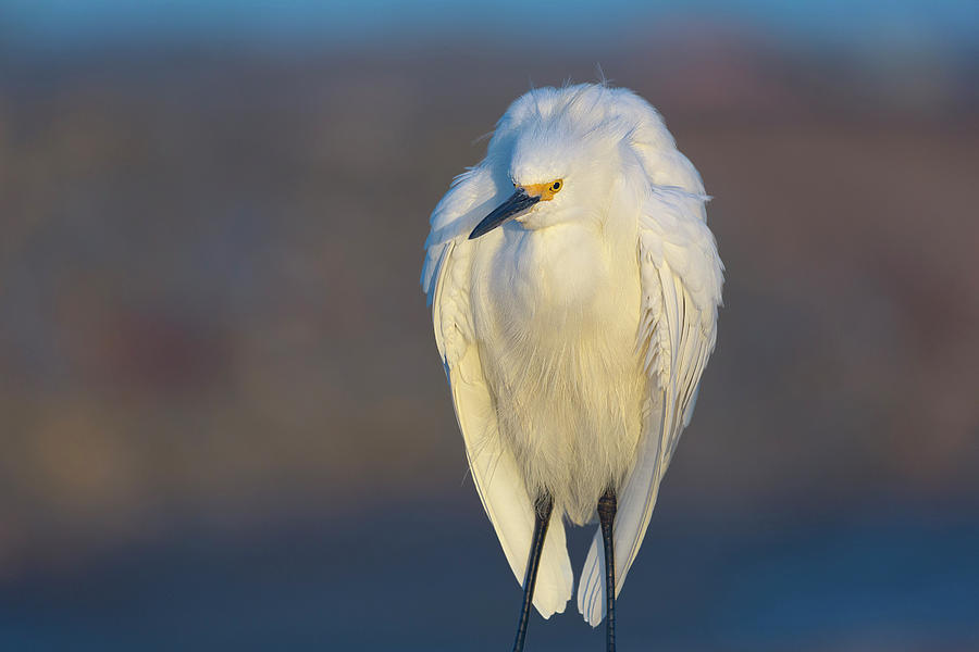 Egret Photograph - Winter Coat by Brian Knott Photography