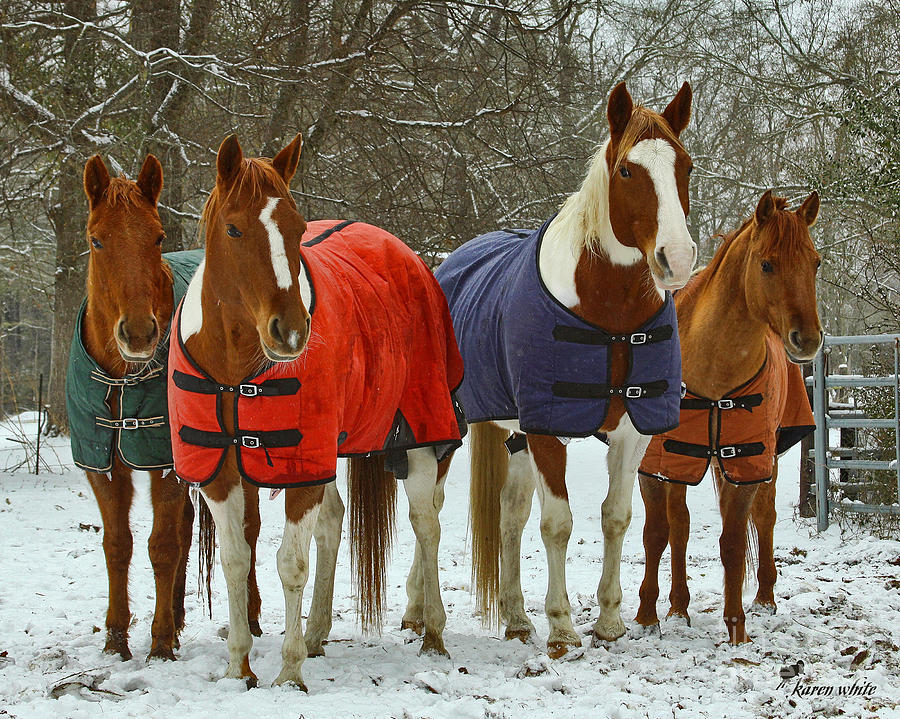 Winter Coats Photograph by Karen White