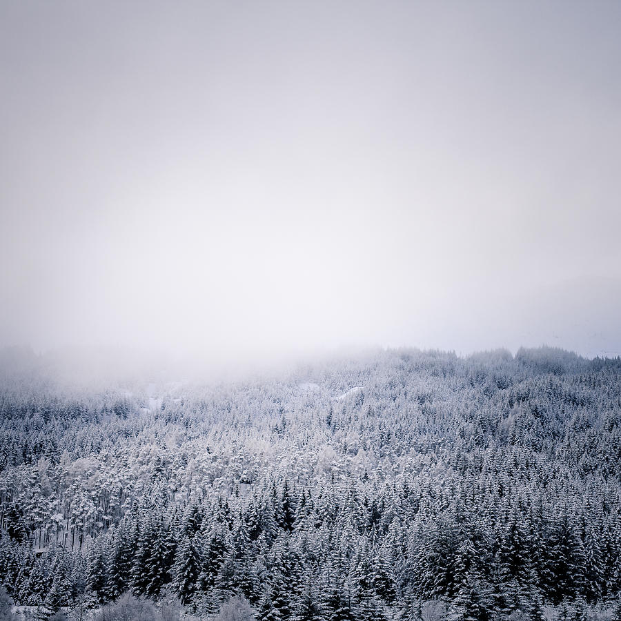 Tree Photograph - Winter Coats by Kate Morton