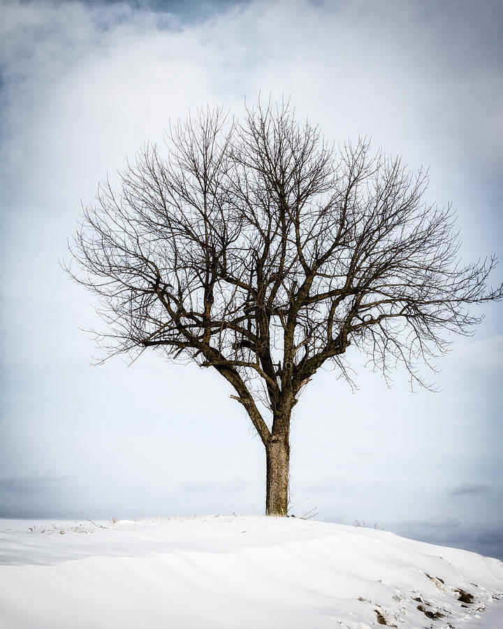 Winter Cold Tree Photograph By Deb Henman Fine Art America