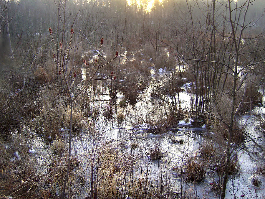 Winter Color of a Wetland Photograph by Zackary Jones