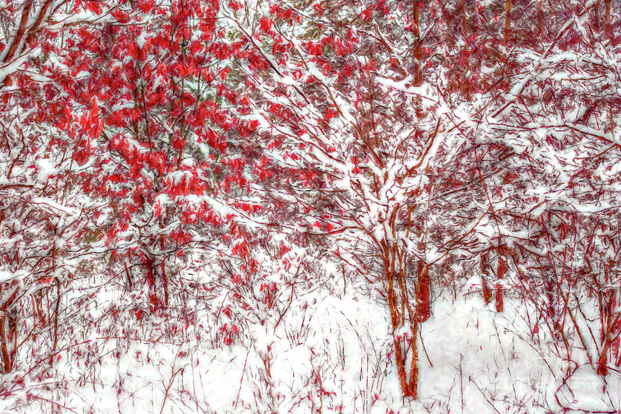 Winter Color  Digital Art by Randy Steele