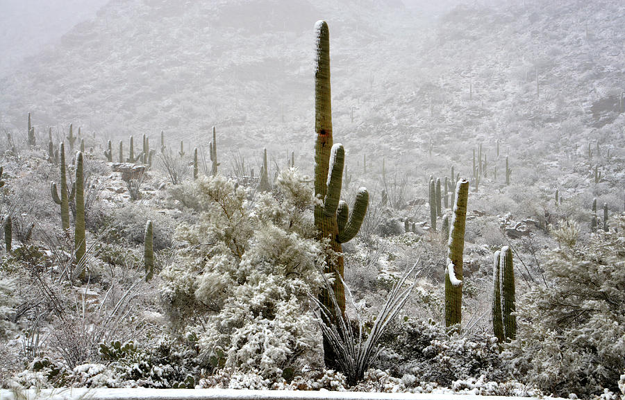 Winter Comes to the Desert  Photograph by Saija Lehtonen
