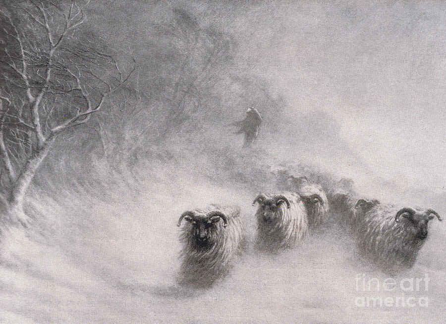 Sheep Painting - Winter comes with a stormy blast by Joseph Farquharson