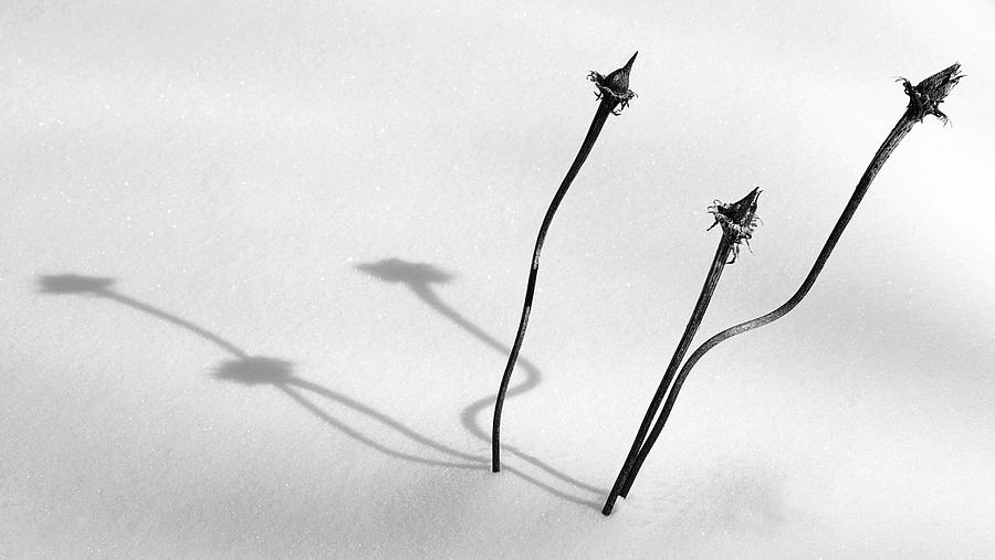 Winter Coneflowers Photograph by Jeff Galbraith
