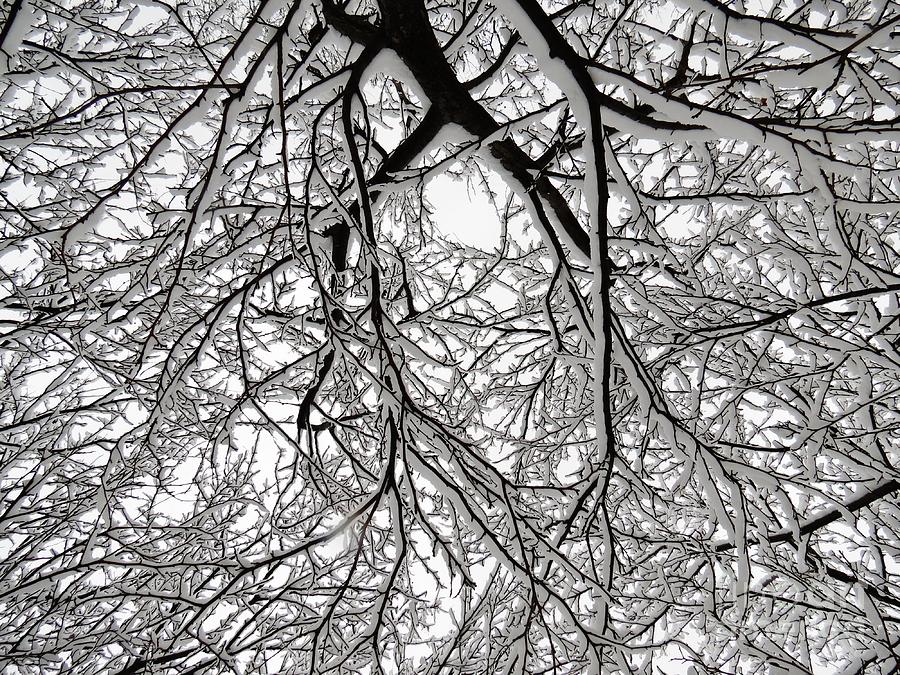 Winter Contrast Photograph by John Groeneveld