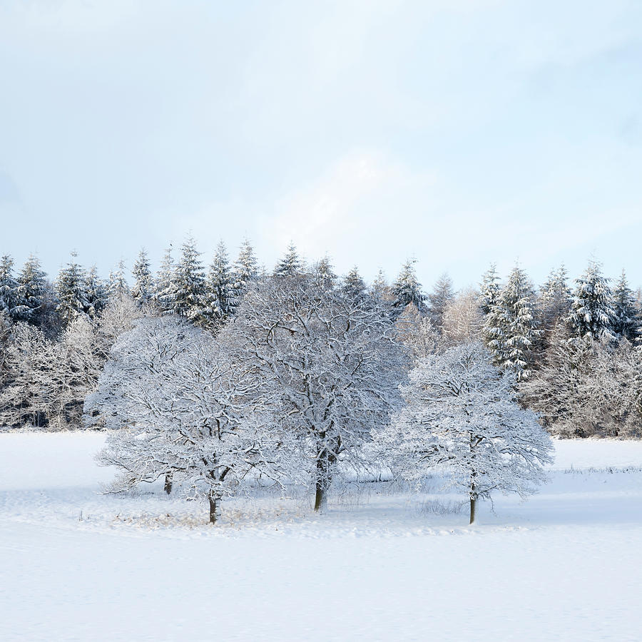Tree Photograph - Winter Copse by Richard Nixon