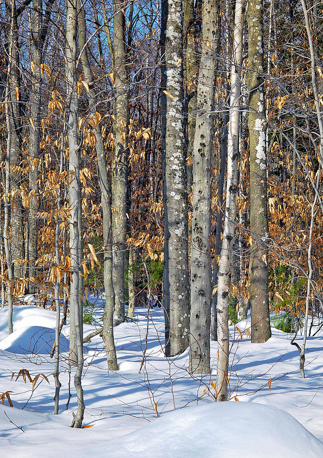 Winter Copse With Birches Photograph by Lynda Lehmann