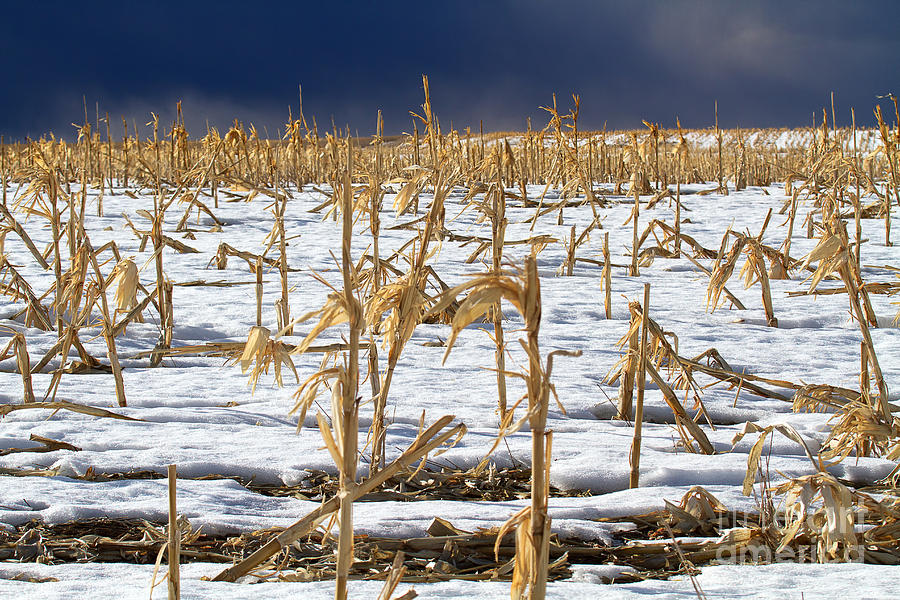 Winter Corn Photograph by Jim Garrison