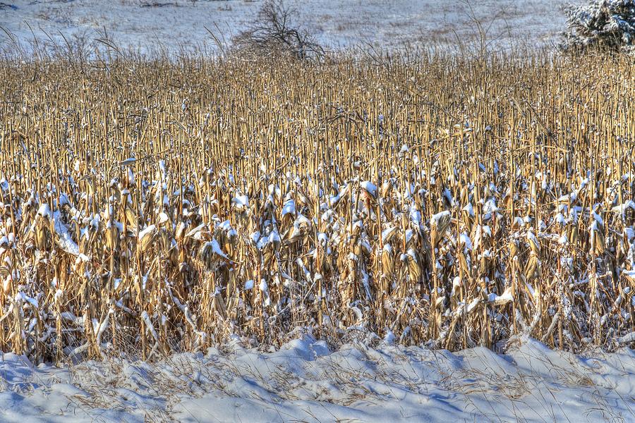 Winter Corn, Unpicked Photograph by J Laughlin
