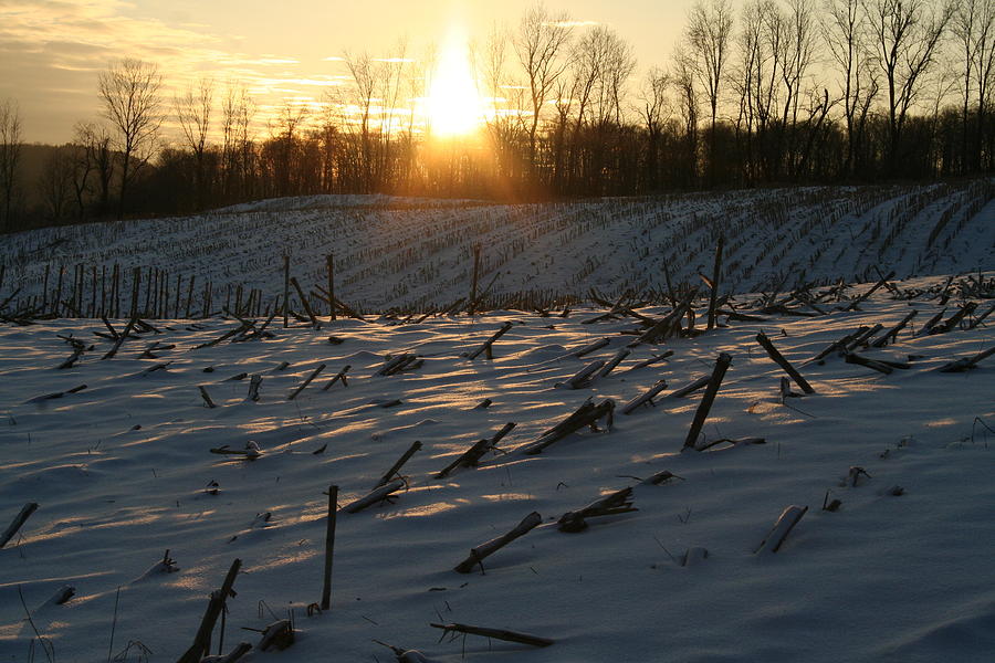 Winter Cornstalks Photograph by Aggy Duveen