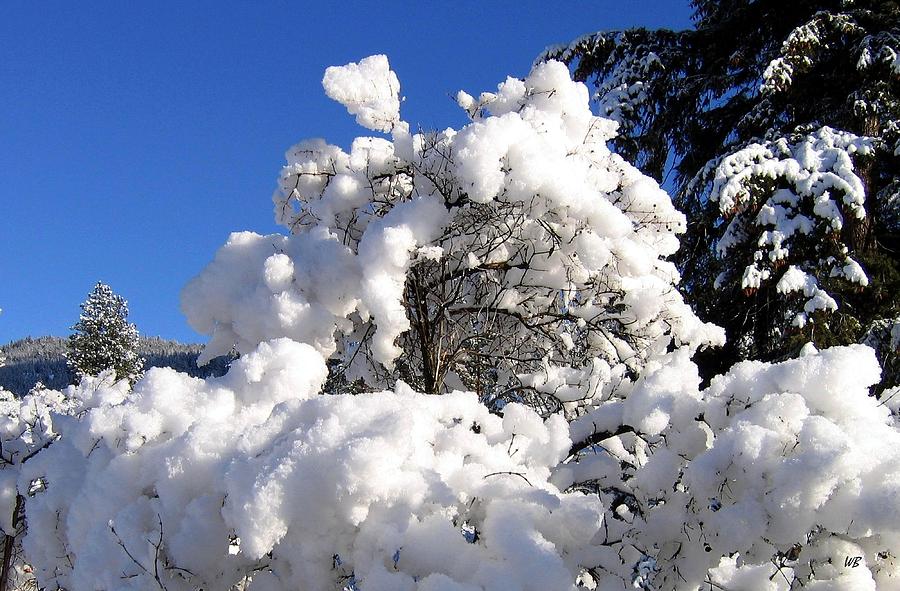 Winter Cotton Photograph